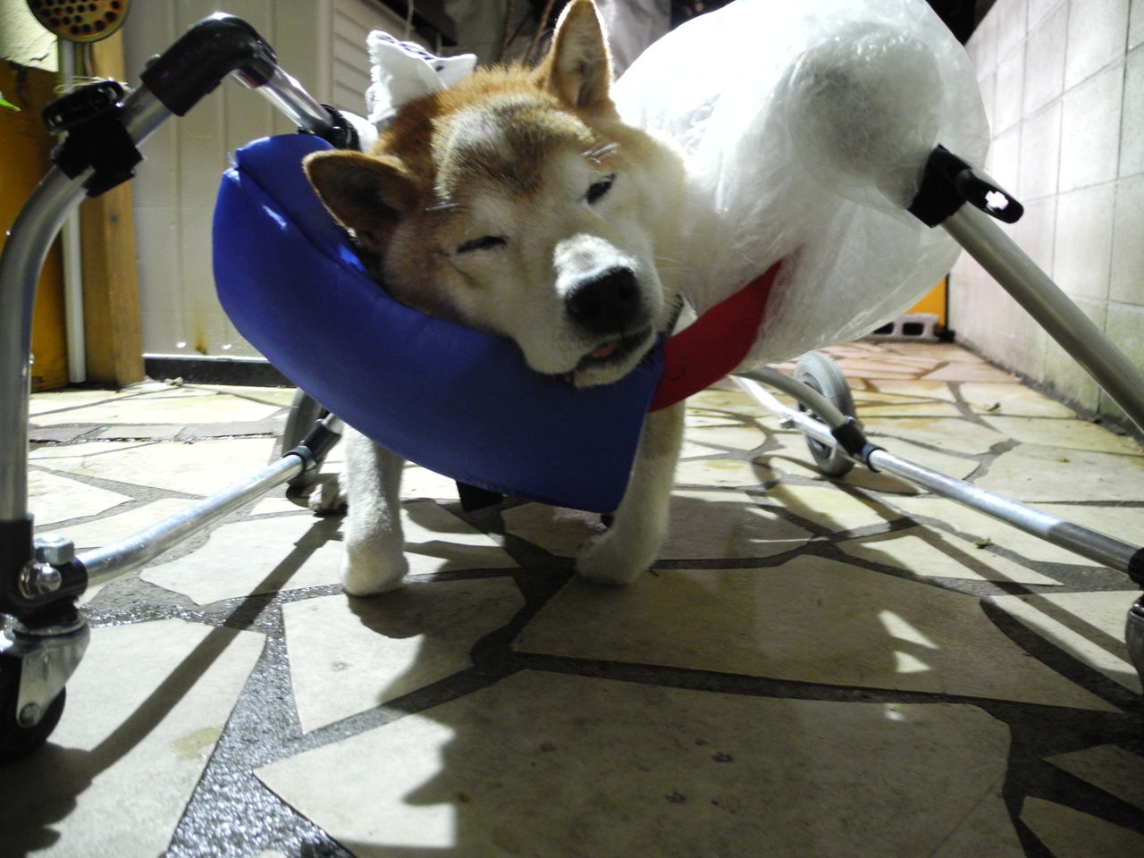柴老犬 景正くん 辛そうな顔をして寝る 犬も歩けば老いには負けぬ ２ 認知症改善奮闘記 柴犬景正編