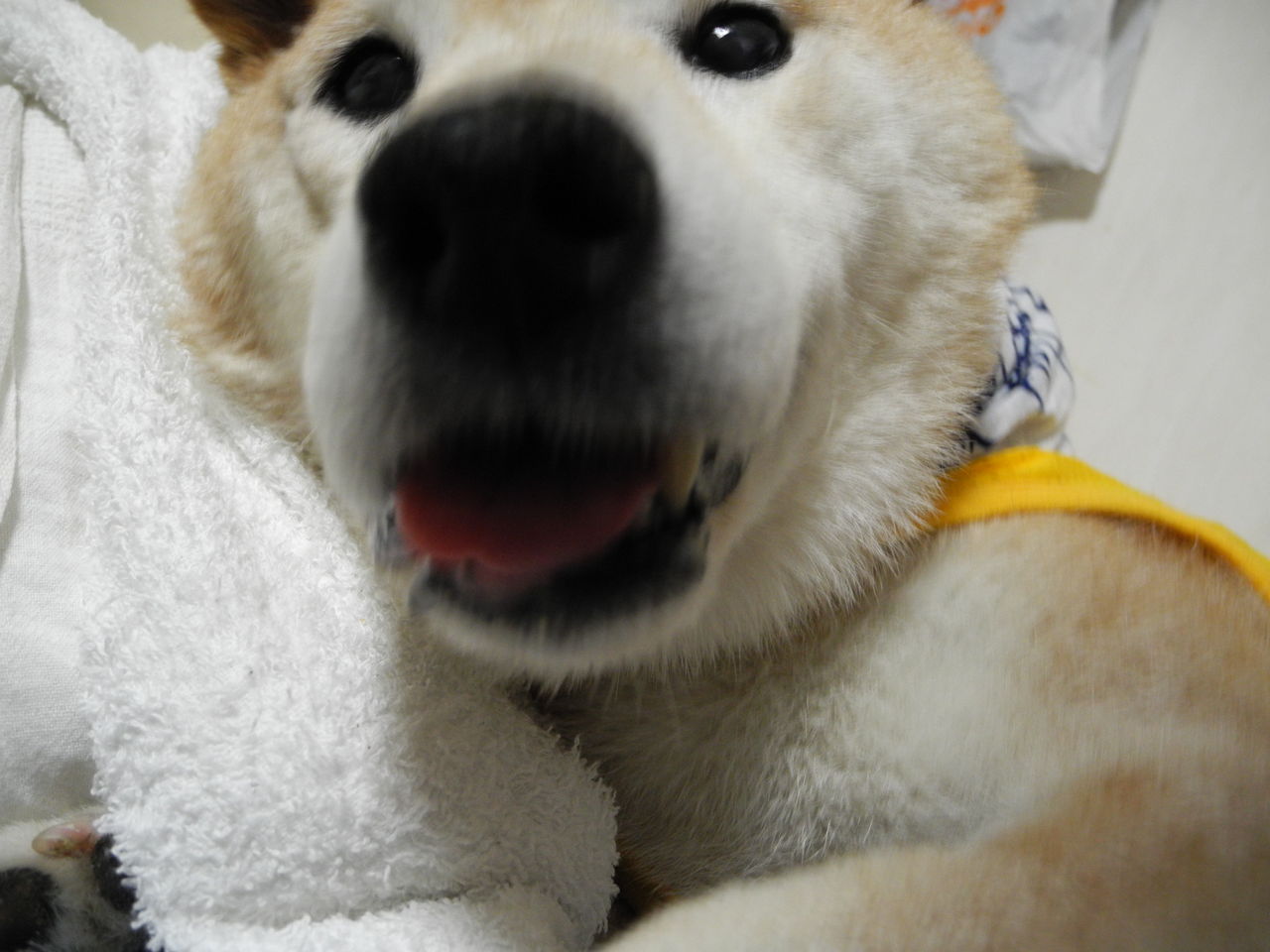 Image result for 柴犬 床の上の車輪
