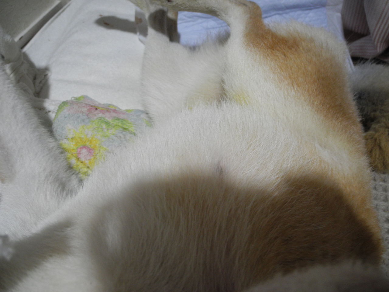 柴老犬 景正くん 39 8度の熱が出る 犬も歩けば老いには負けぬ 2 認知症改善奮闘記 柴犬景正編 柴老犬 景正くん 39 8度の熱が出る 犬も歩けば老いには負けぬ 2 認知症改善奮闘記 柴犬景正編
