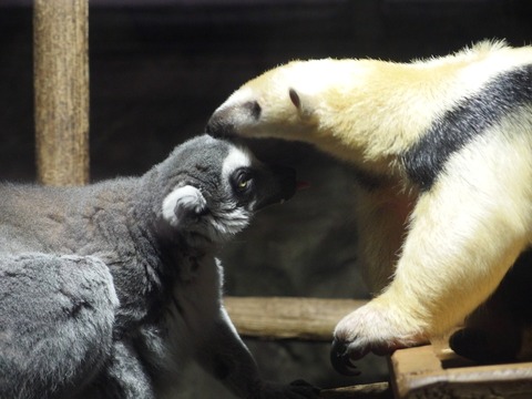 スタイラスのカメラ