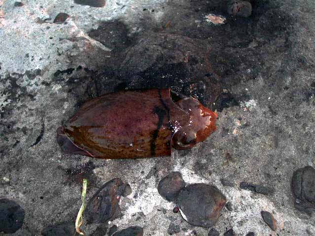 館山１エリア 自衛隊堤防 コウイカ 房総半島アラウンド