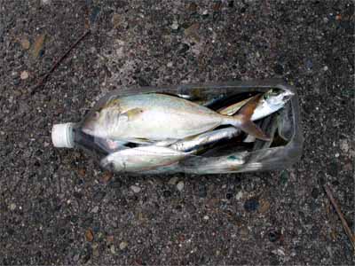 御宿 大原エリア 釣師海岸 スズキ アジ 房総半島アラウンド