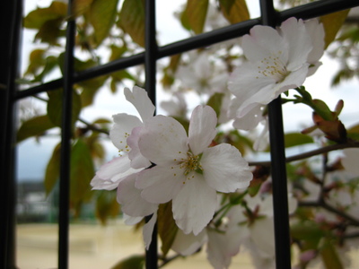 写真:虎渓公園&北高の桜2010 040