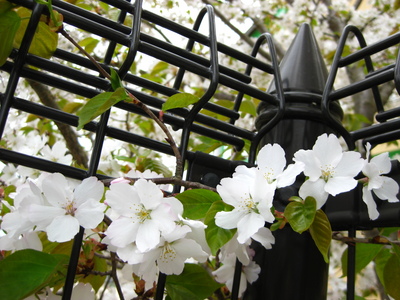 写真:虎渓公園&北高の桜2010 035