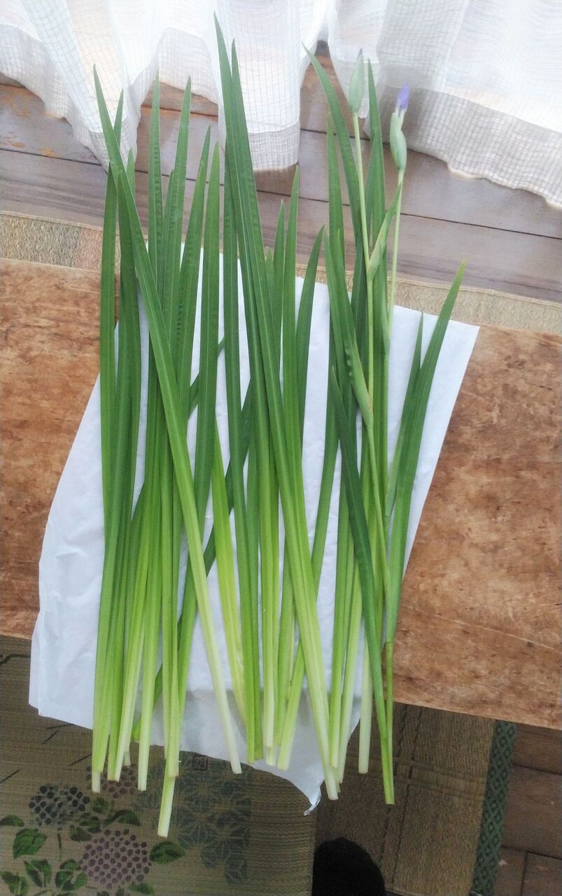 菖蒲の葉組 花月流