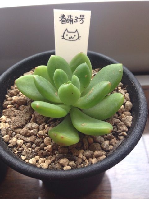 続 植物活力素の効果やいかに Succulent 続 植物活力素の効果やいかに Succulent