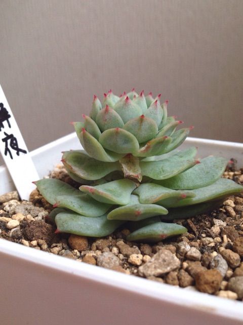 下葉の枯れる理由について Succulent 下葉の枯れる理由について Succulent