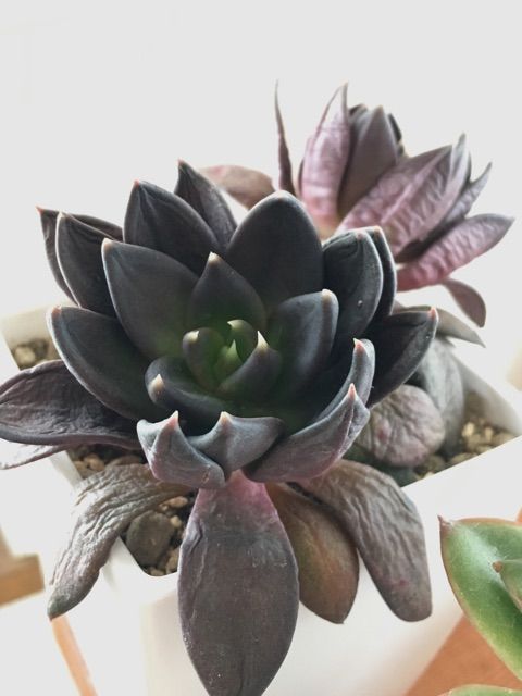 プリプリプリンス クロスケさん Succulent
