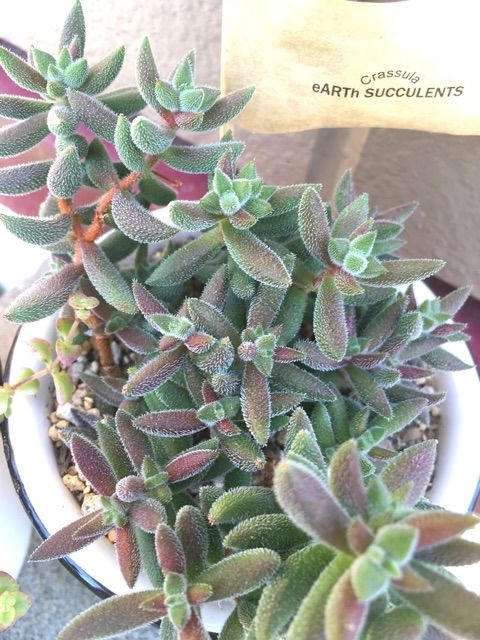 多肉花壇の進捗状況 Succulent 多肉花壇の進捗状況 Succulent