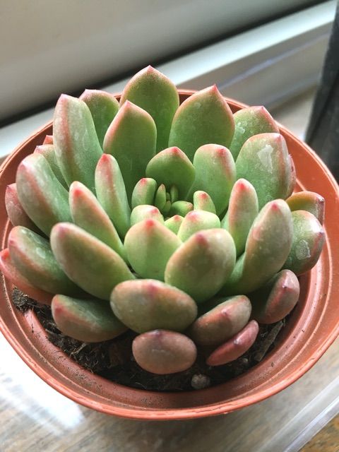 トロピカルガーデンさんで狩り急ぐ Succulent