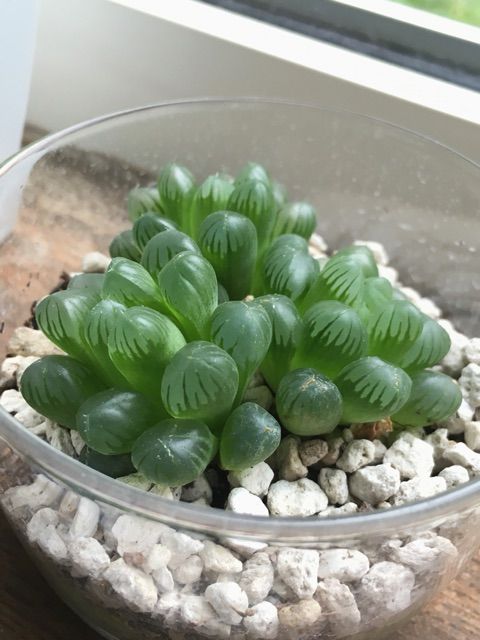 あくまで仮説 ムチムチなハオルチアの育て方 Succulent