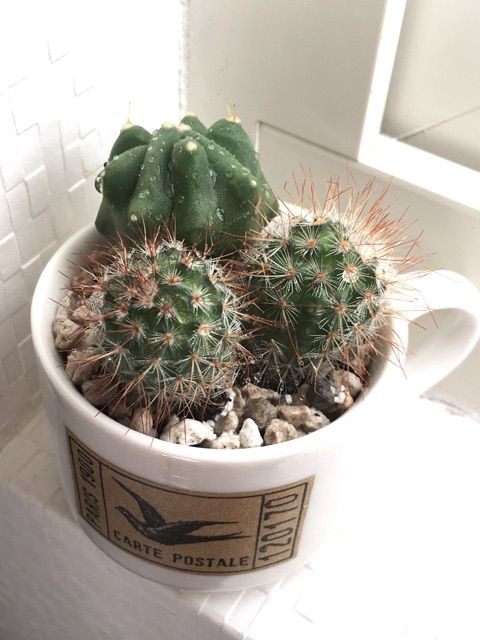 風水的なサボテン置き場とうちのコポー Succulent 風水的なサボテン置き場とうちのコポー Succulent