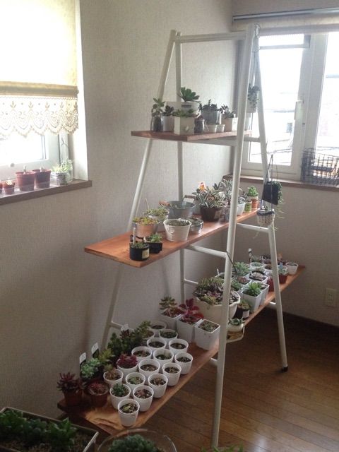 冬越し用の多肉棚が完成 Succulent