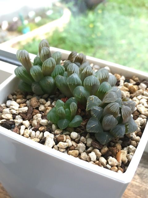 あくまで仮説 ムチムチなハオルチアの育て方 Succulent