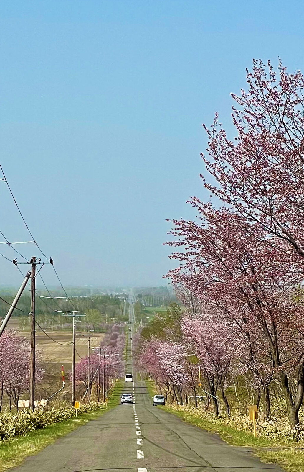 桜六花公園 中札内村 Tomakoのもぐもぐ