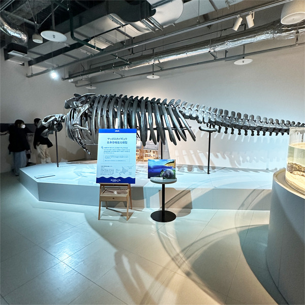 14サッポロカイギュウ全身骨格復元模型