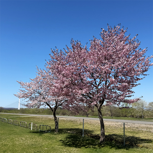 桜08