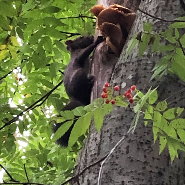 10リスにも会えました♪