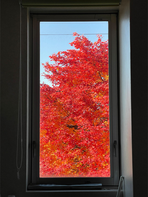 13社内からの紅葉(1029)