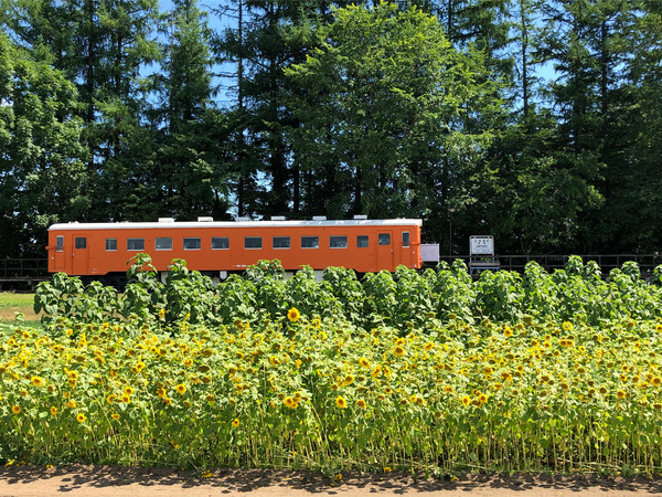 01キハ22_221と向日葵