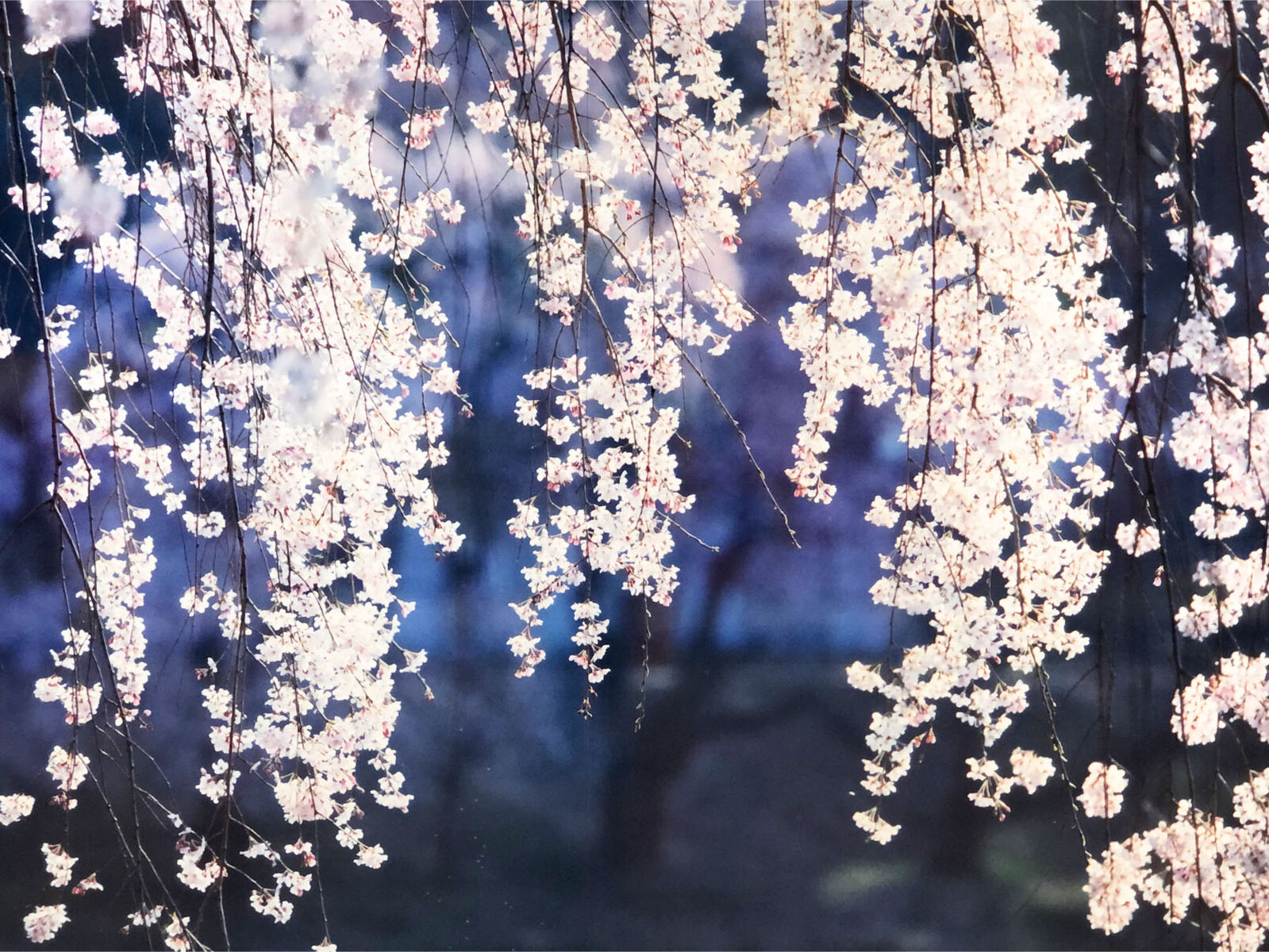 蜷川実花展 虚構と現実の間に 帯広市 Tomakoのもぐもぐ 蜷川実花展 虚構と現実の間に 帯広市 Tomakoのもぐもぐ