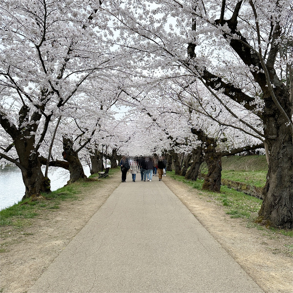 13桜のトンネル