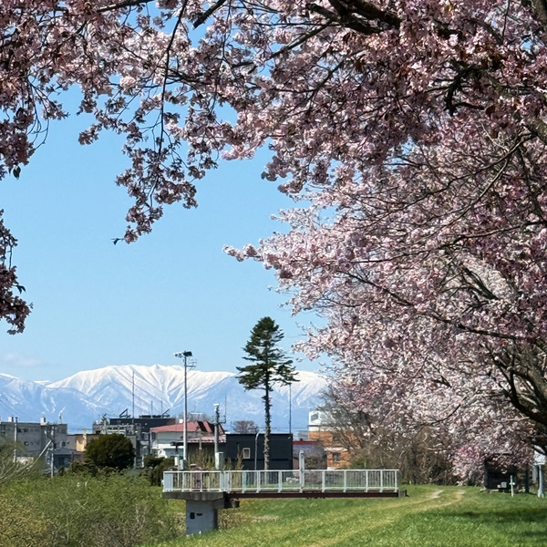 桜01