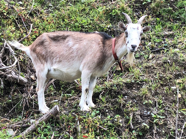 22お店までの通り道。ヤギがお出迎え