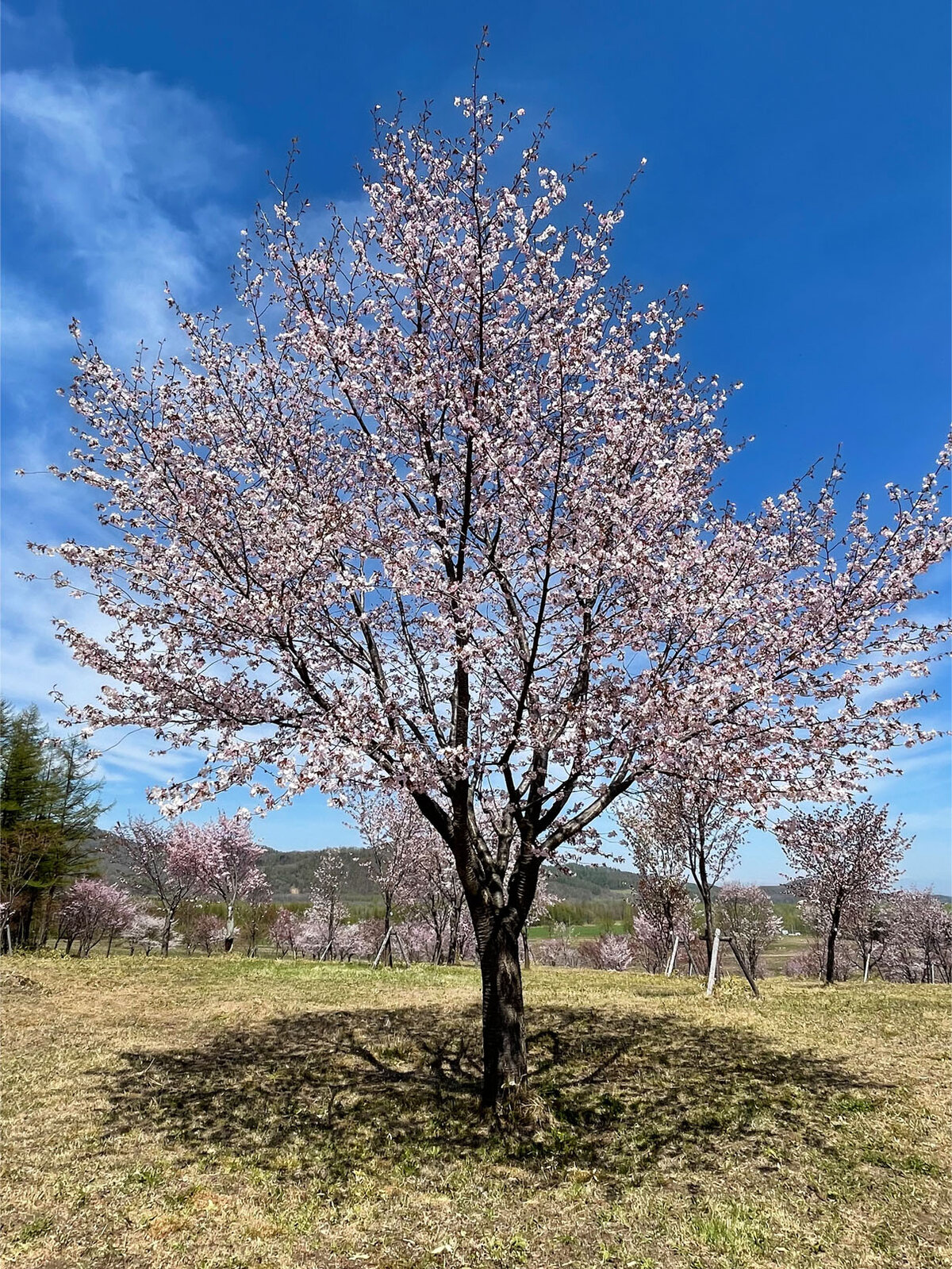 桜六花公園 中札内村 Tomakoのもぐもぐ