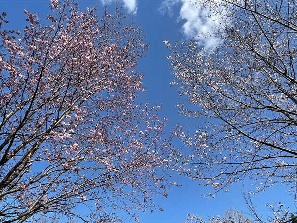 03上常呂金刀比羅神社の桜公園2