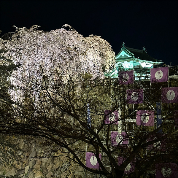 夜桜05