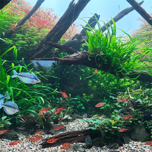 11キレイな水槽1