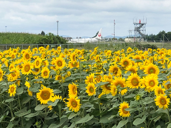 03_840着JALも逆から着陸
