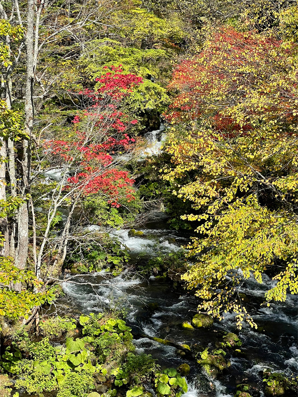 01滝見橋からの阿寒川源流