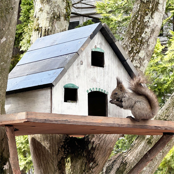 11リスちゃんもランチ中