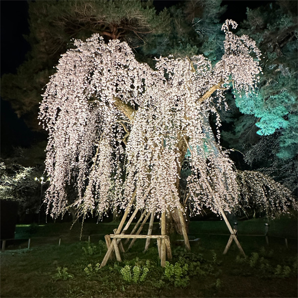 夜桜09