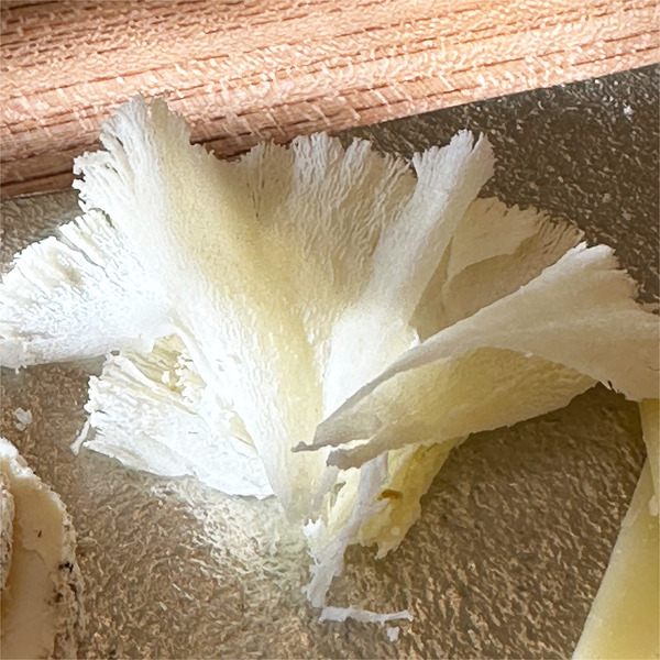 06フリル(川瀬チーズ横暴・長万部)