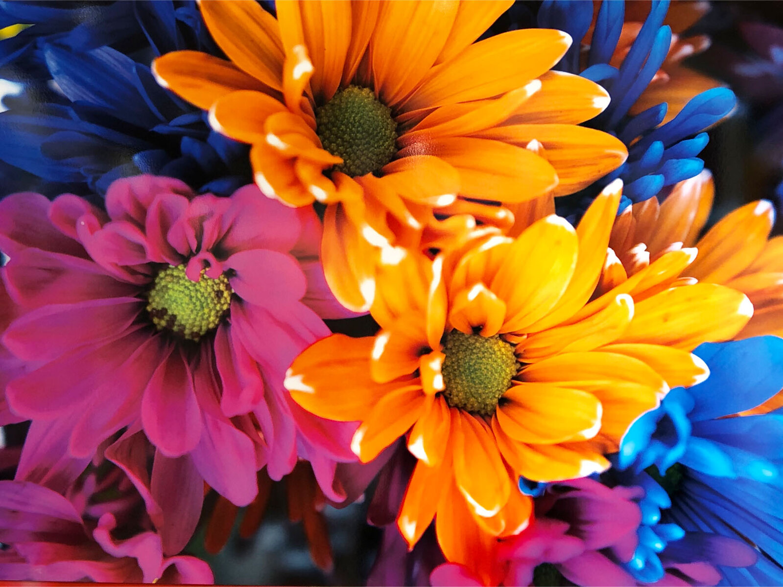 蜷川実花展 u2015虚構と現実の間にu2015 【帯広市】 : tomakoのもぐもぐ