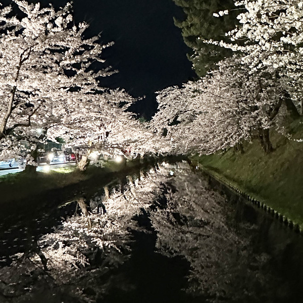 夜桜16