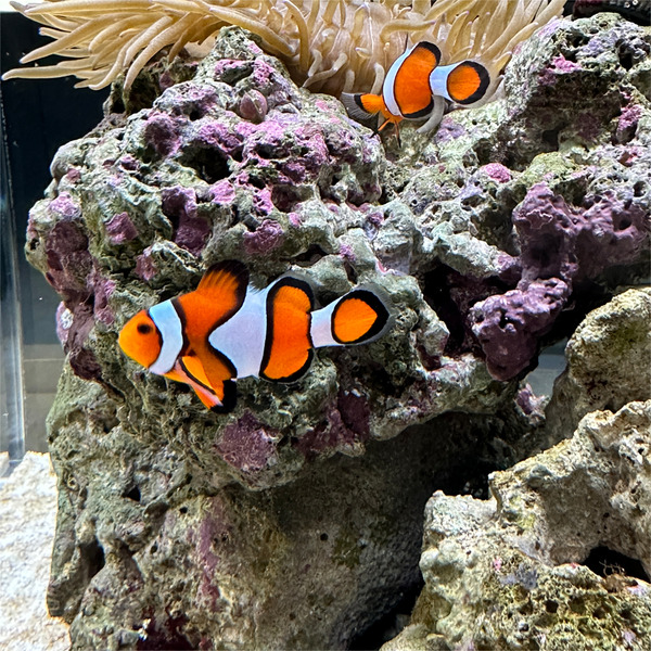 13キレイな水槽3