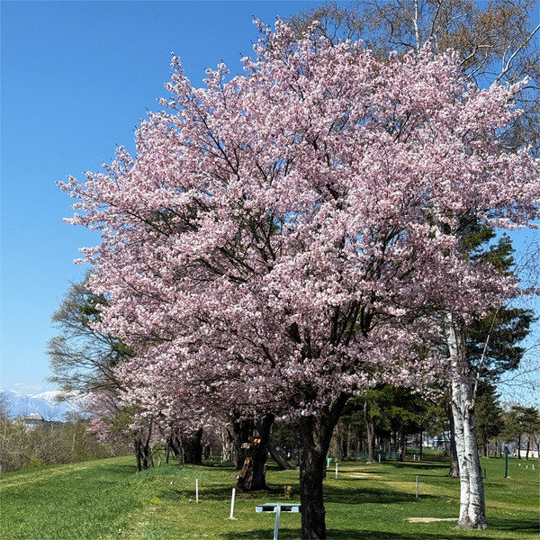 桜05