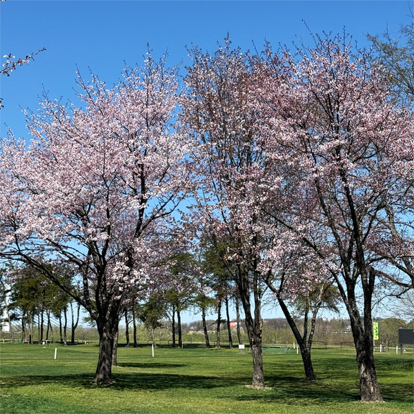 桜06