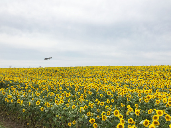 04_1315発JALは30分遅れで離陸