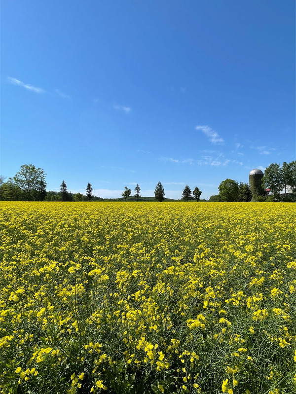 01_菜の花畑_1