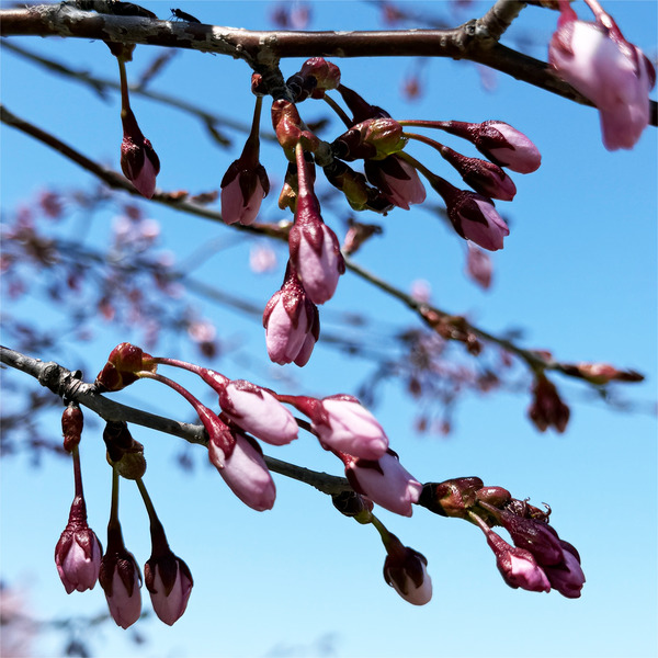 桜11