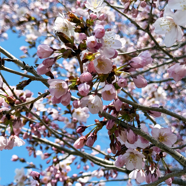 桜10
