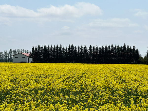 18帰り道の菜の花畑