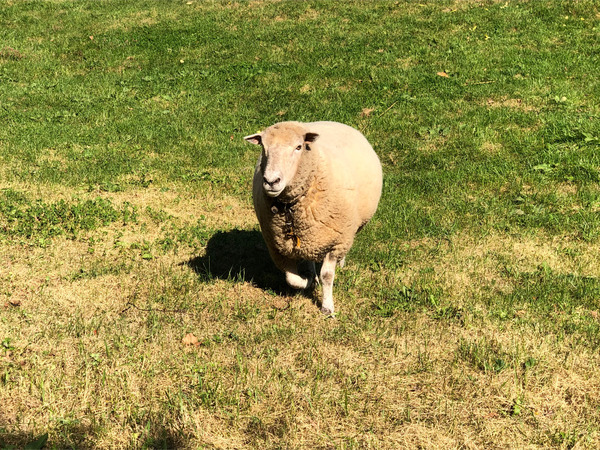 16近寄って来た