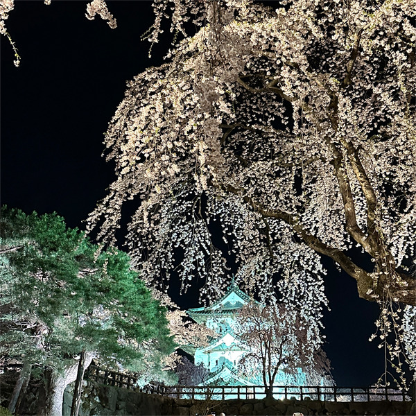 夜桜04
