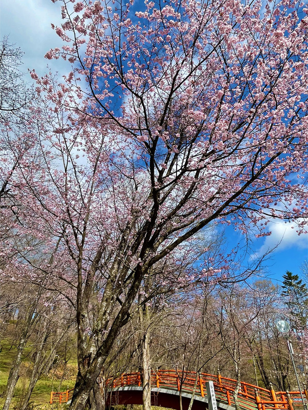 04新得神社桜